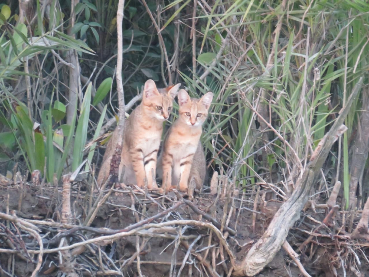 SUNDARBAN