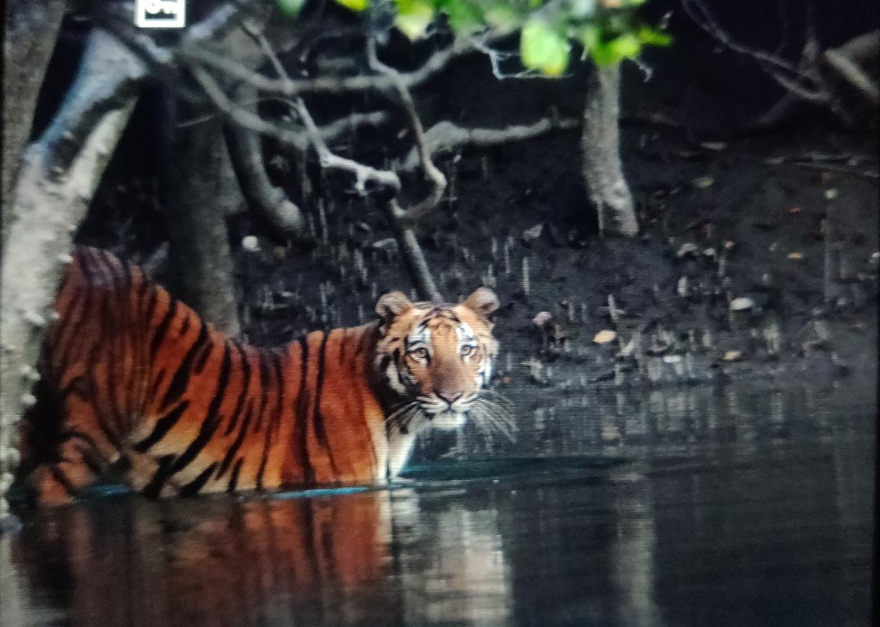 SUNDARBAN