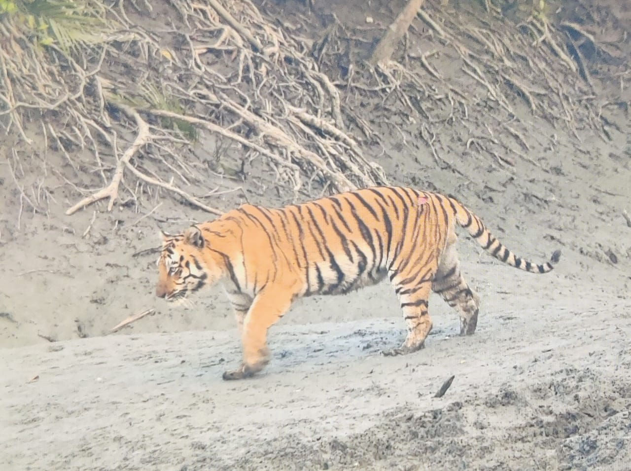 SUNDARBAN