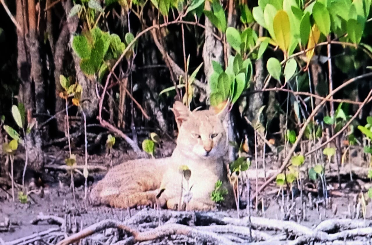 SUNDARBAN