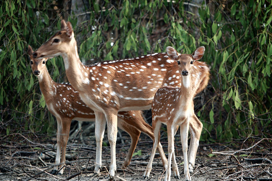 SUNDARBAN