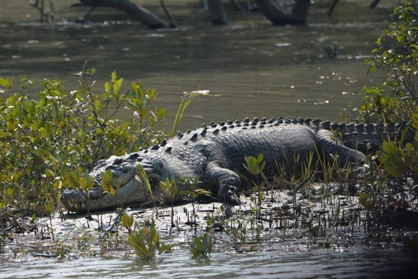 SUNDARBAN