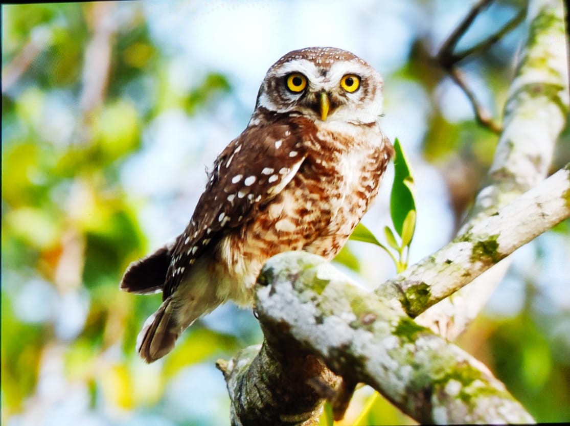 SUNDARBAN